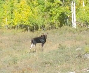 Moose, Fall 2013